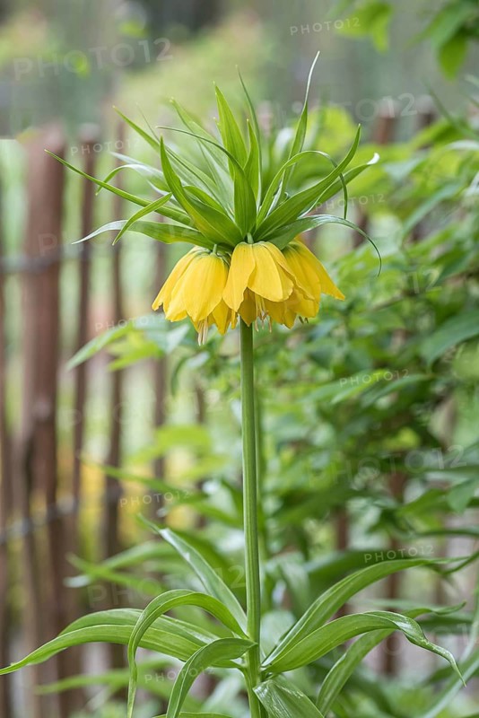 Imperial Crown (Fritillaria imperialis 'Lutea')