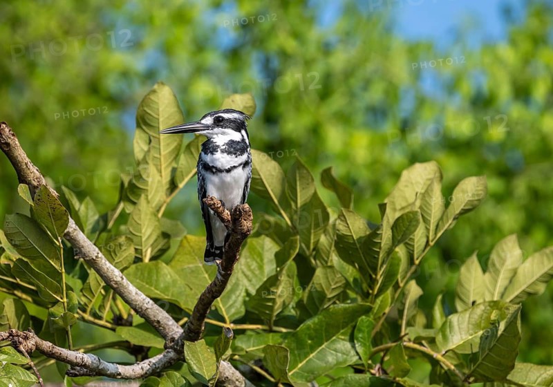 Grey Kingfisher (Ceryle rudis) sitting in mangroves, Murchison Falls NP, Uganda