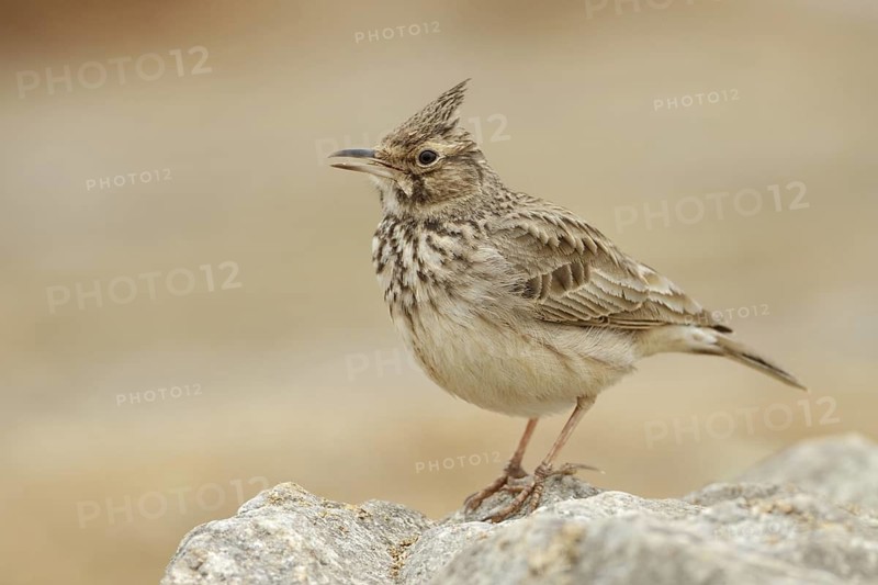 Crested Lark (Galerida cristata), Saxony, Germany