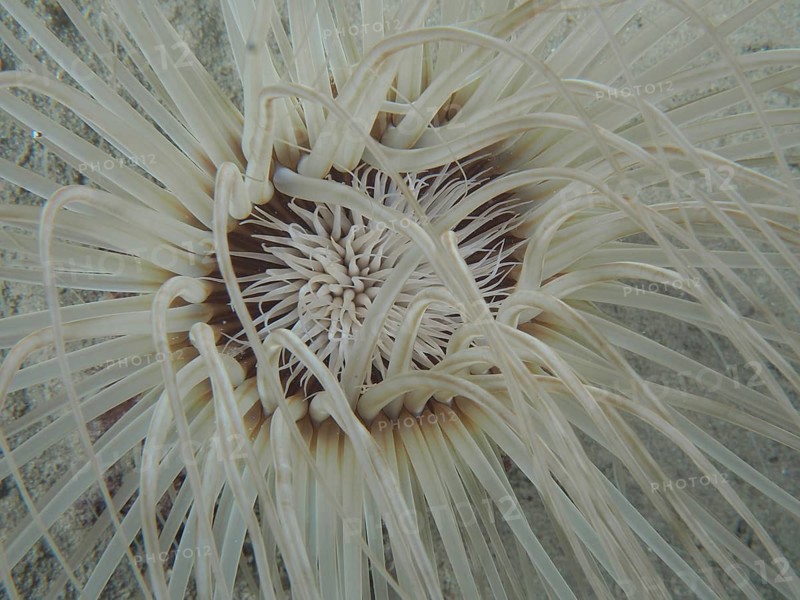 Cylinder rose (Cerianthus sp)