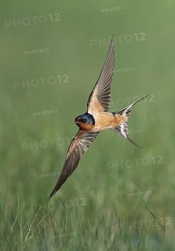 Barn Swallow (Hirundo rustica) flying, Texas, USA