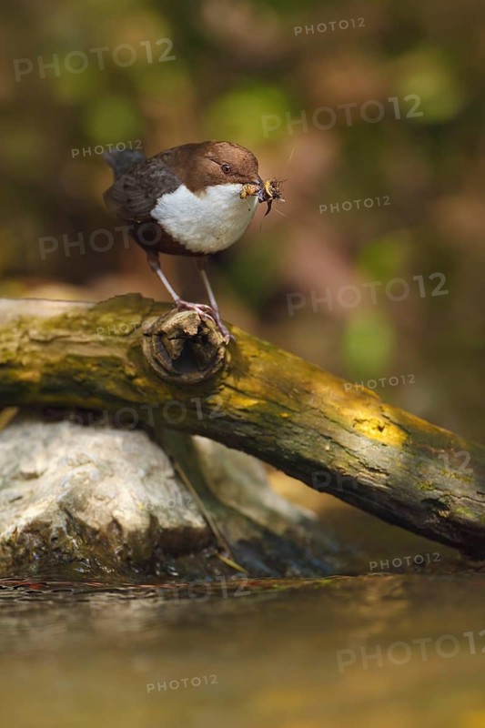 Wasseramsel, Cinclus cinclus White-throated Dipper, Cinclus cinclus