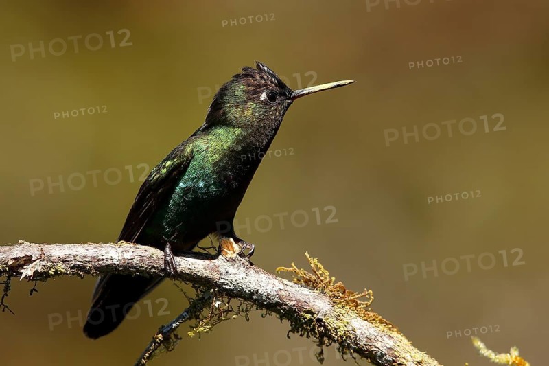 Rivoli's Hummingbird (Eugenes fulgens) male perched on a branch, Costa Rica