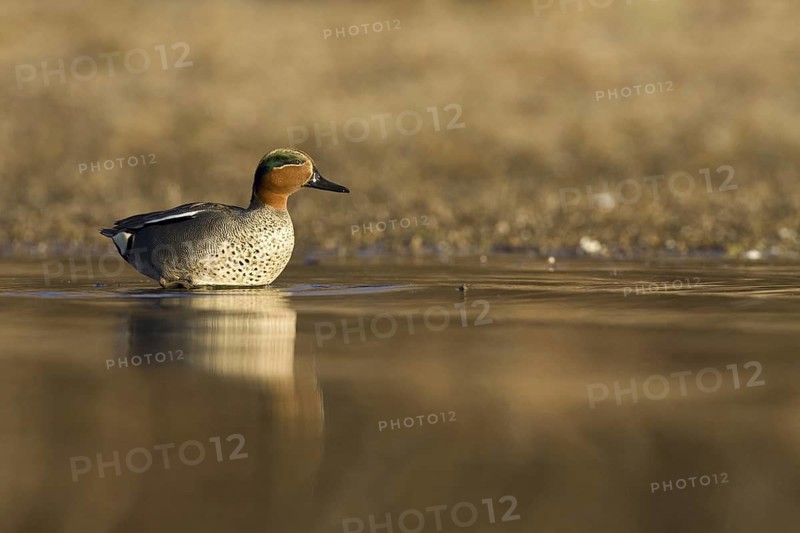 Eurasian Teal (Anas crecca) male, Castile-La Mancha, Spain