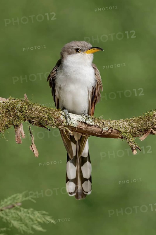 Yellow-billed Cuckoo (Coccyzus americanus) perched on a branch, Texas, USA