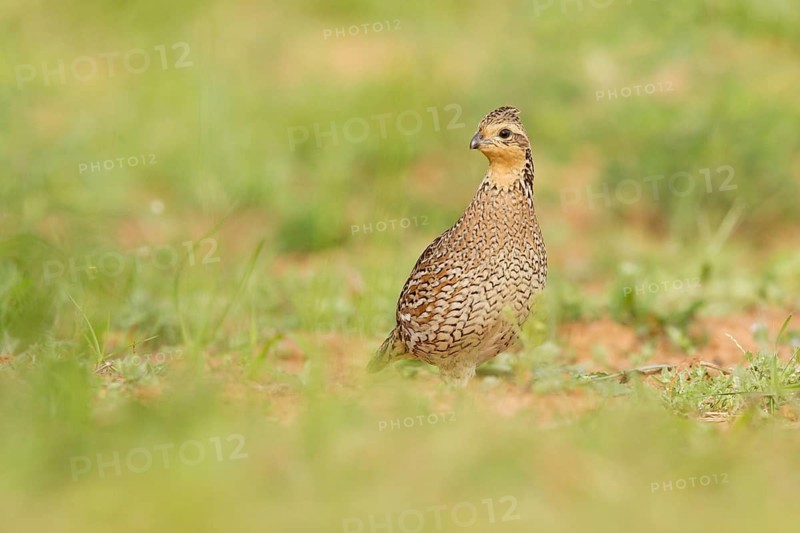 Northern Bobwhite (Colinus virginianus) female, Texas, USA