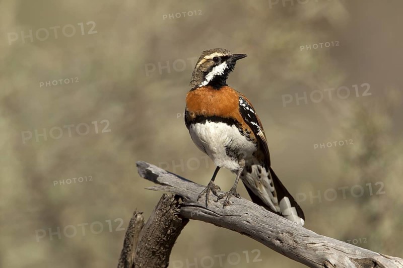 Chestnut-breasted Quail-thrush (Cinclosoma castaneothorax) male, Queensland, Australia