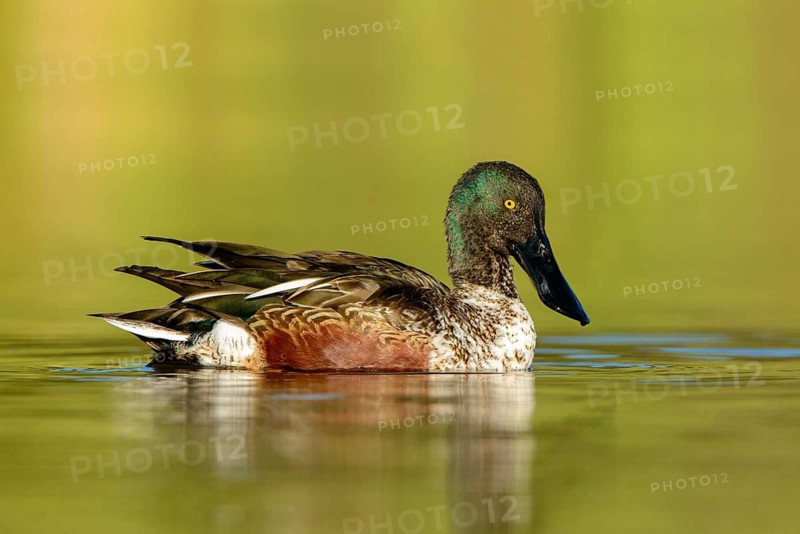 Northern Shoveler (Spatula clypeata) male, Texas, USA