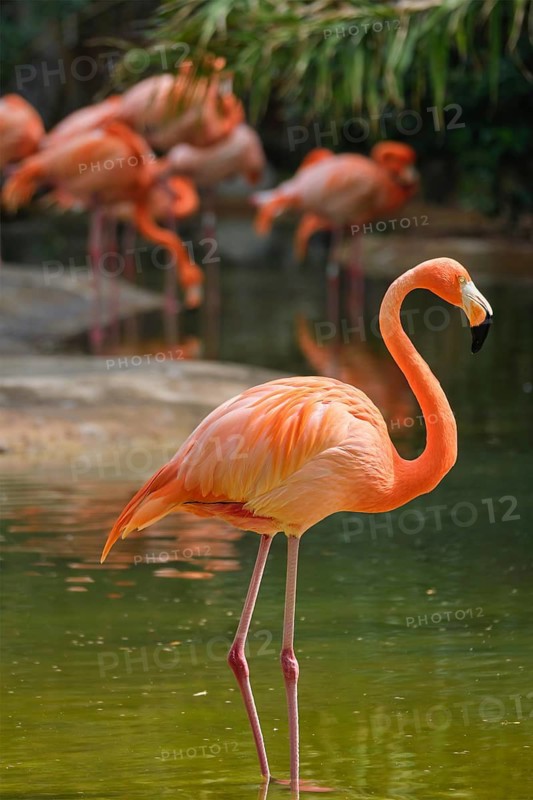 American flamingo (Phoenicopterus ruber) pink bird in pond