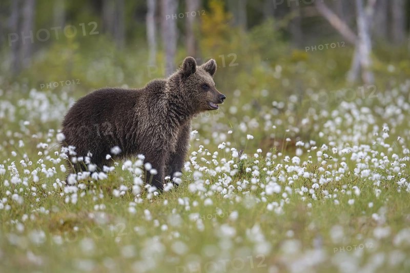Eurasian Brown Bear (Ursus arctos) cub in white cottongrass, Finland