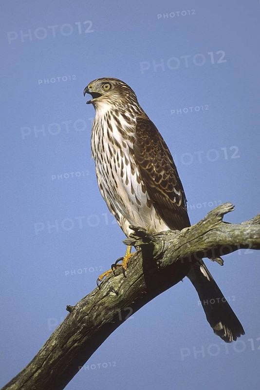 Cooper's Hawk (Accipiter cooperii), New Jersey, USA