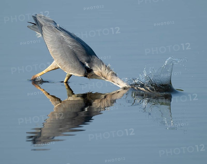 Grey heron (Ardea cinerea) foraging in the shallow water zone of a lake, blue water, Lower Saxony, Germany