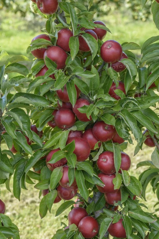 Columnar apple (Malus domestica 'Sunlight'), State Research Centre for Agriculture and Fisheries, Guelzow, Mecklenburg-Western Pomerania, Germany