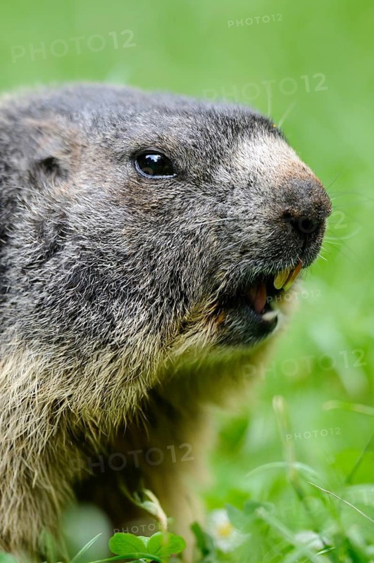 Marmot sits in the grass and seems to be attentive, surrounded by lush greenery, Alpine Marmot (Marmota marmota), Bavaria