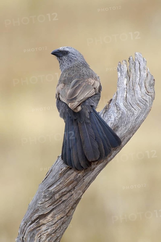 Apostlebird (Struthidea cinerea), Victoria, Australia