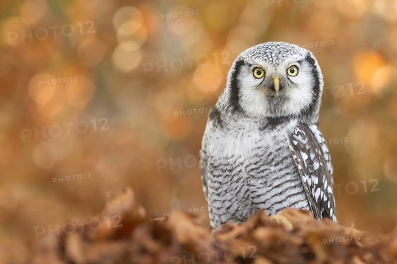 Northern Hawk-Owl (Surnia ulula) captive, Bavaria, Germany