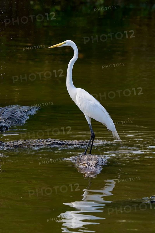 A calm heron stands on a crocodile in the water with a reflection, Great Egret (Egretta alba), American Alligator (Alligator mississippiensis), Orlando, Florida, USA