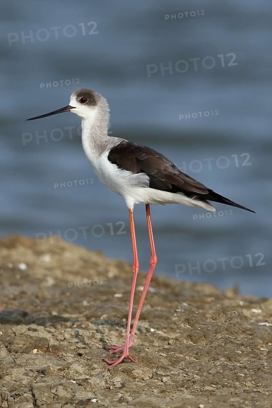 Black-winged Stilt (Himantopus himantopus), Thailand