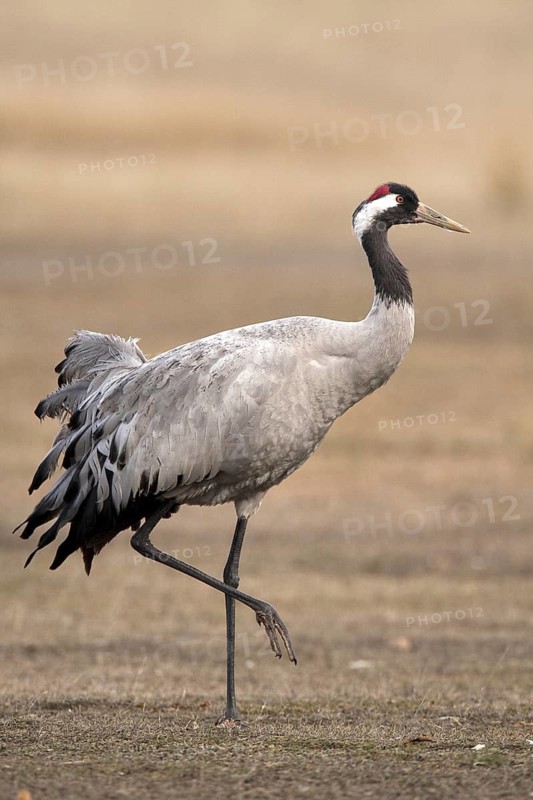 Common Crane (Grus grus), Aragon, Spain