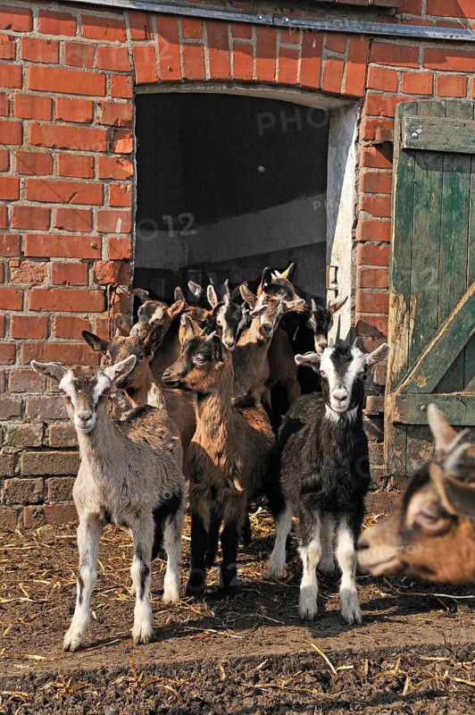 Goats (Capra aegagrus f. hircus) . Goat lambs in front of a stable door, organic farm, Othenstorf, Mecklenburg-Western Pomerania, Germany