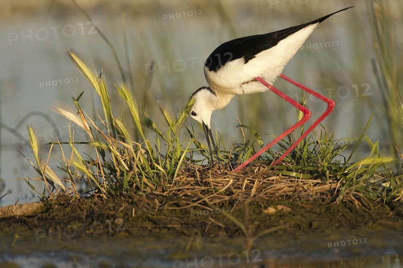 Black-winged Stilt (Himantopus himantopus), Castile-La Mancha, Spain
