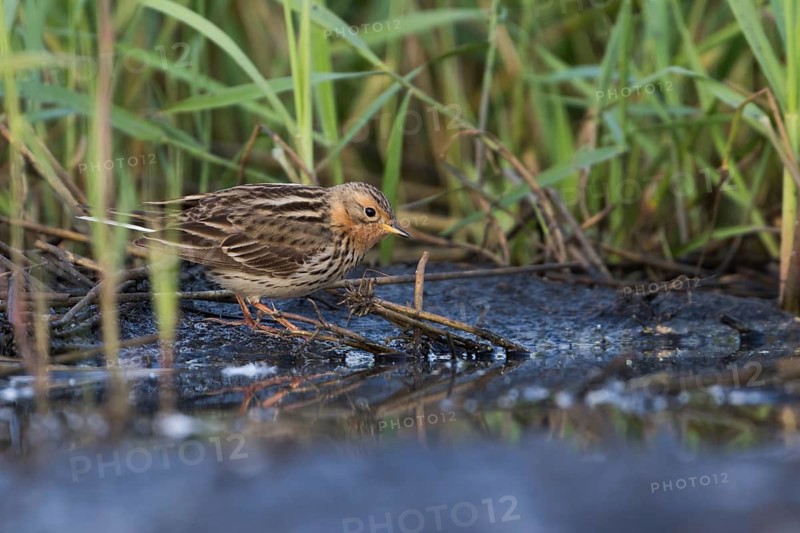 Red-throated Pipit - Rotkehlpieper - Anthus cervinus, Russia