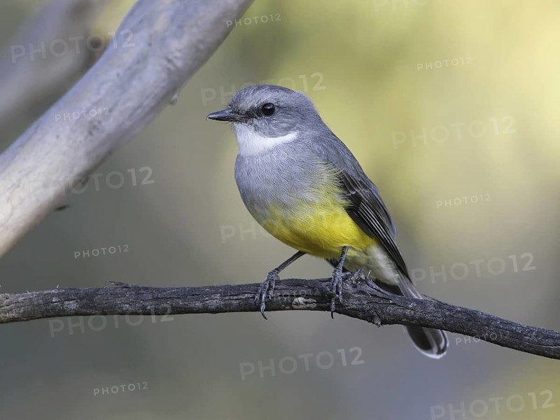 Western Yellow Robin (Eopsaltria griseogularis), South Australia, Australia