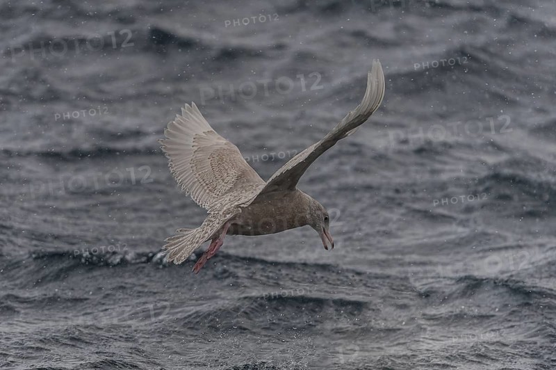 Glaucous Gull (Larus hyperboreus) juvenile flying, Iceland