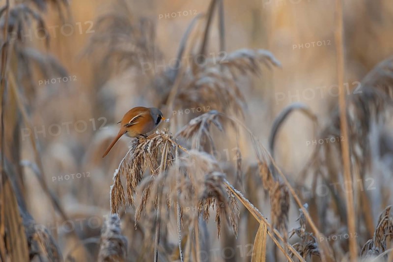 Bearded tit or reedling (Panurus biarmicus) adult male bird feeding on a frost covered Common reed (Phragmites australis) seedhead in winter, RSPB Lakenheath fen nature reserve, Suffolk, England, United Kingdom