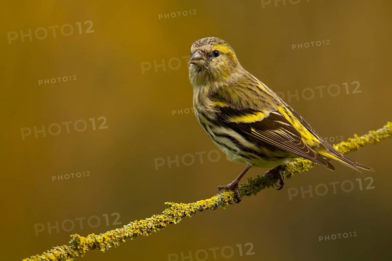 A detailed shot of a Eurasian Siskin, Spinus spinus, balancing on a moss-covered branch amid a soft-focus green background