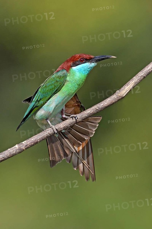Blue-throated Bee-eater (Merops viridis) perched on a branch, stretching wing, Penang, Malaysia