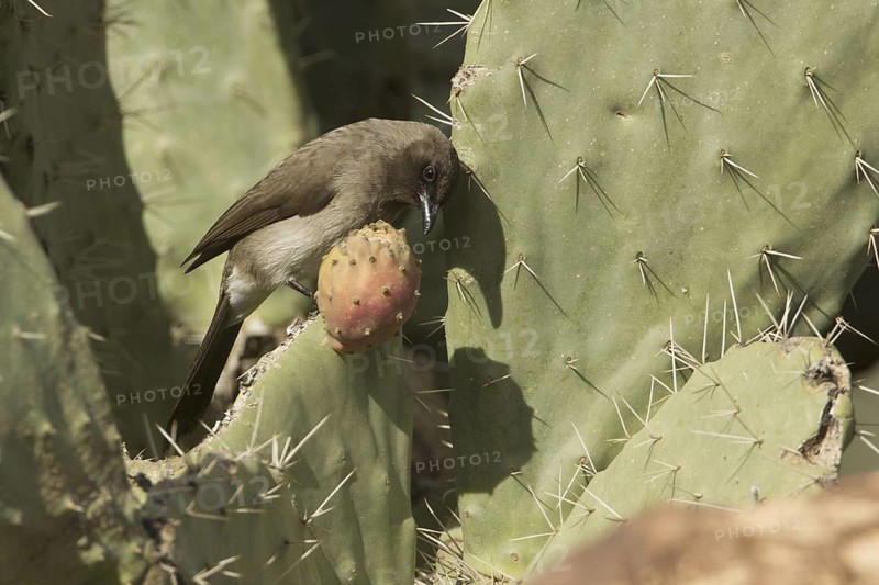 Common Bulbul (Pycnonotus barbatus), Morocco