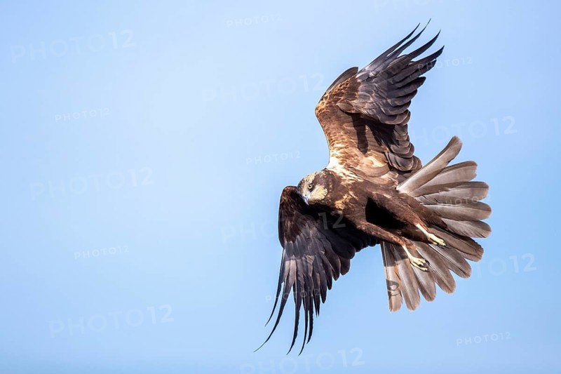 Western Marsh Harrier (Circus aeruginosus) female flying, Castile-La Mancha, Spain