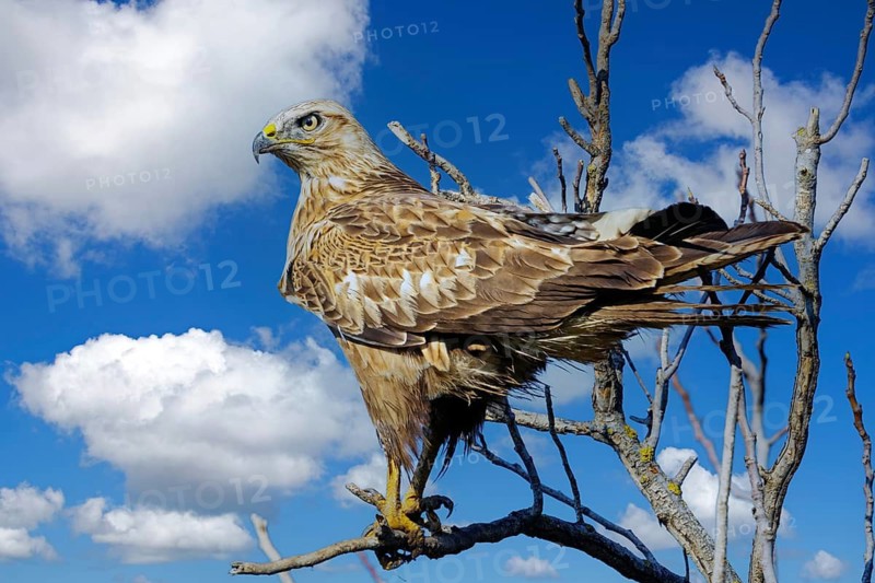 An eagle buzzard looking for prey, (Buteo rufinus) Israel, Near East, Middle East
