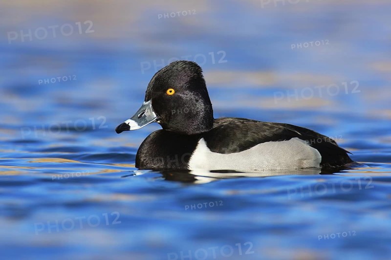 Ring-necked Duck (Aythya collaris) male, British Columbia, Canada