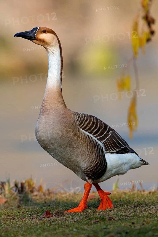 Swan goose, (Anser cygnoides), field goose, duck family, Europe, Luisenpark, Mannheim, Baden-Württemberg, Germany