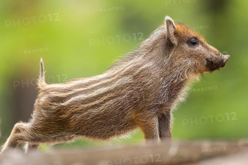 Wild boar (Sus scrofa) piglet standing in a forest, Bavaria, Germany