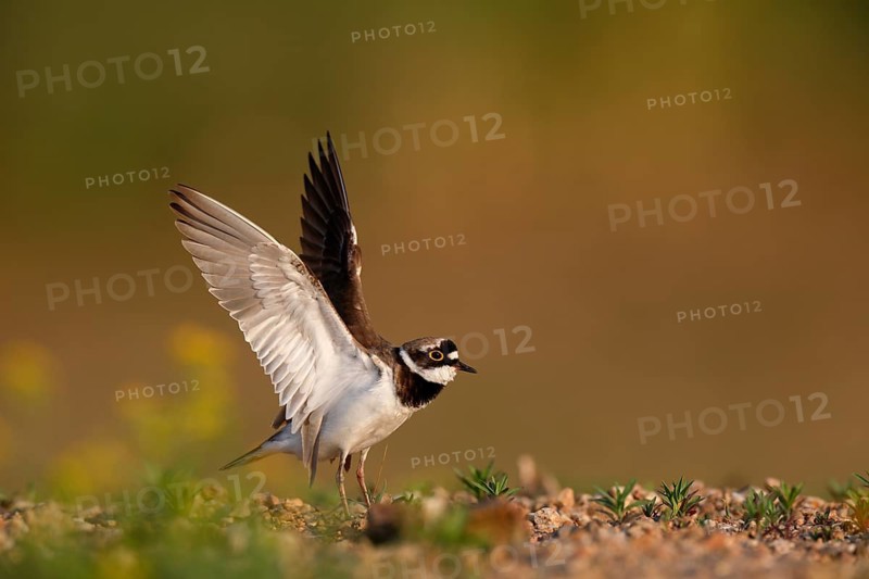 Little Ringed Plover (Charadrius dubius) flapping, Saxony-Anhalt, Germany