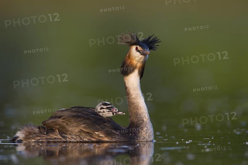 Great Crested Grebe (Podiceps cristatus) juvenile, Saxony, Germany