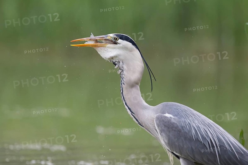 Grey Heron (Ardea cinerea) eating fish, Serbia