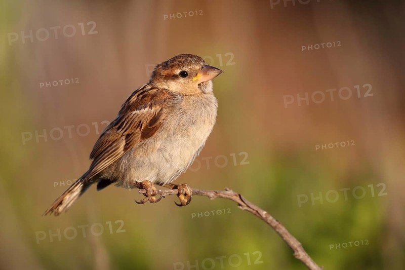 House Sparrow (Passer domesticus) perched on a branch, Menorca, Spain