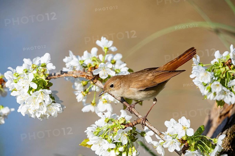Nightingale (Luscinia megarhynchos) Germany