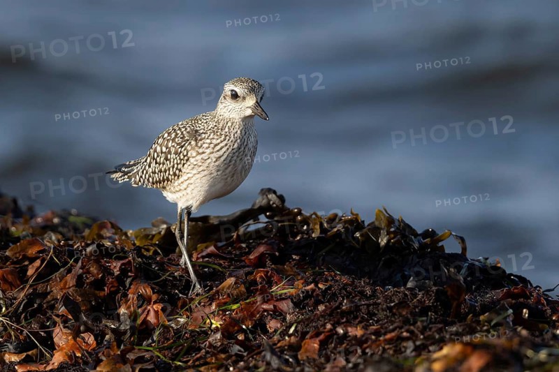 Grey Plover (Pluvialis squatarola) foraging, Smaland, Sweden