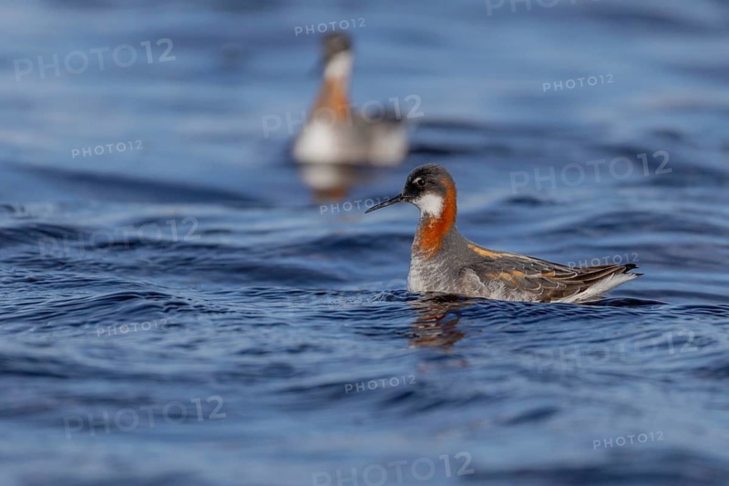Odin's chicken (Phalaropus lobatus), in splendour, hunting insect larvae, Vadsö, Varangerfjord, Norway