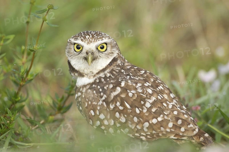 Burrowing Owl (Athene cunicularia), Florida, USA