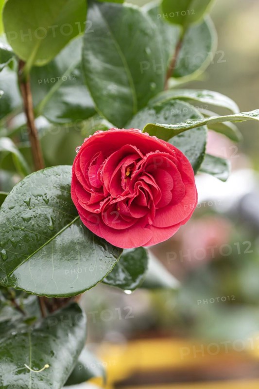 Camellia (Camellia japonica 'Lady Campbell'), Cambridge Botanical Garden, Germany