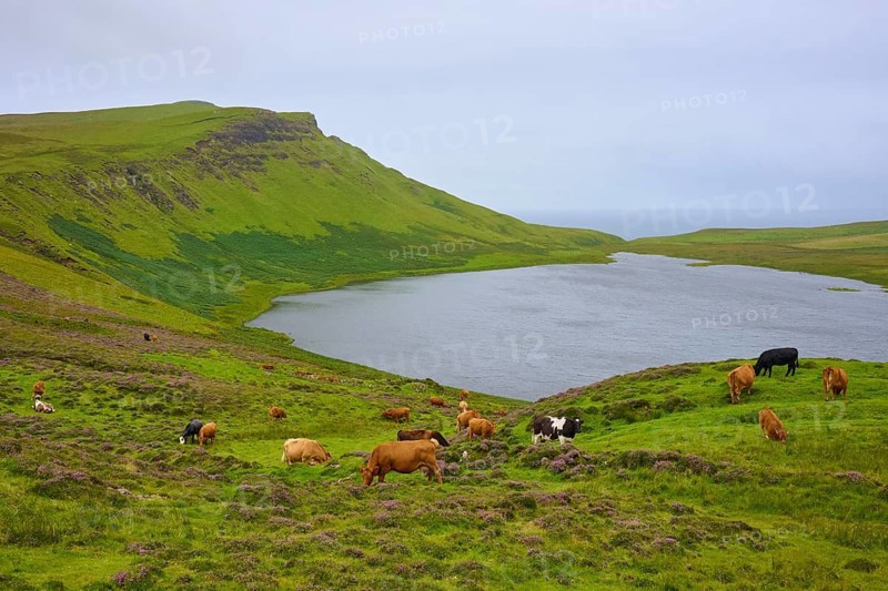 Green hills with cows grazing peacefully next to a calm lake under a cloudy sky, Loch Mor Viewpoint, Loch Mor, Isle of Skye, Scotland, United Kingdom, United Kingdom