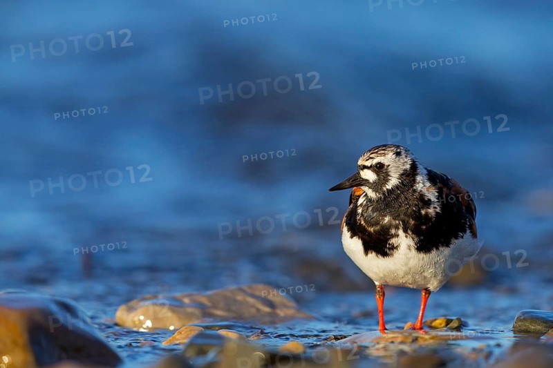 Turnstone, (Arenaria interpres), animals, birds, snipe family, biotope, habitat, foraging, Varanger, Finnmark, Norway
