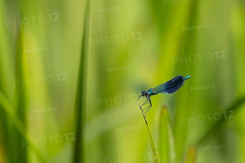 Banded demoiselle damselfly (Calopteryx splendens) adult male insect resting on a reed plant leaf in summer, Suffolk, England, United Kingdom