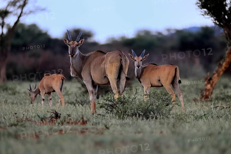 Eland (Taurotragus oryx), adult, group, with young, alert, foraging, Mokala National Park, Northern Cape, South Africa